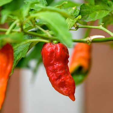 Umorok Red Pepper Seeds - The Pepper Pantry (Formerly Marie Sharp's)